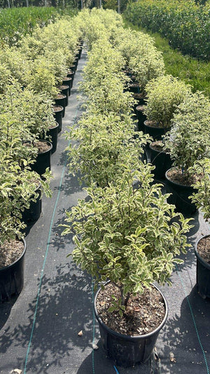 PITTOSPORUM TENUIFOLIUM SILVER QUEEN