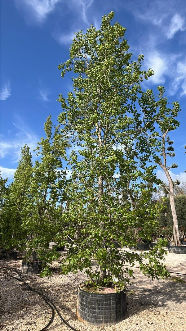 LIQUIDAMBAR STYRACIFLUA
