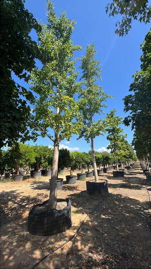 GINKGO BILOBA