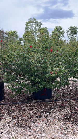 CHAENOMELES SPECIOSA SCARLET STORM