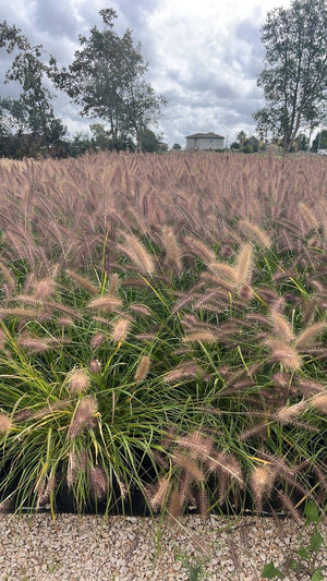 PENNISETUM ALOPECUROIDES BLACK BEAUTY