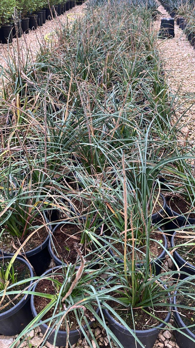 KNIPHOFIA PYROMANIA BACKDRAFT