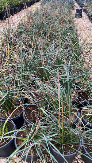 KNIPHOFIA PYROMANIA BACKDRAFT