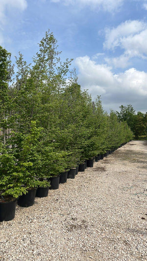 CARPINUS BETULUS