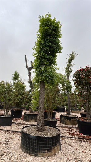 QUERCUS F.C PUBESCENS