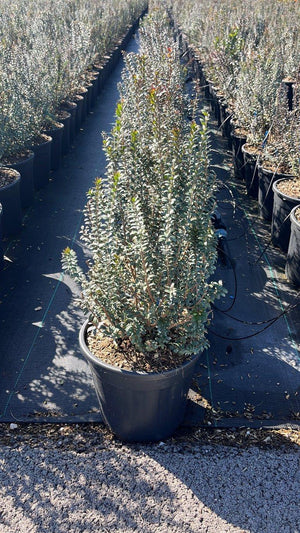 MYRTUS COMMUNIS TARENTINA