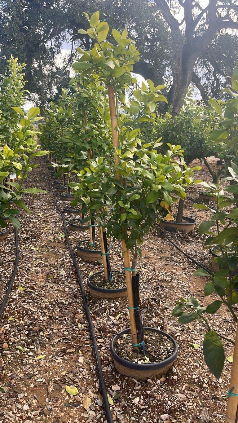 CITRUS LIMON AMALPHITANUS