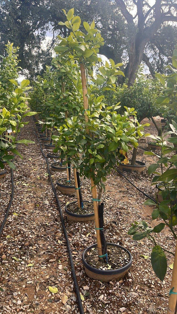 CITRUS LIMON AMALPHITANUS