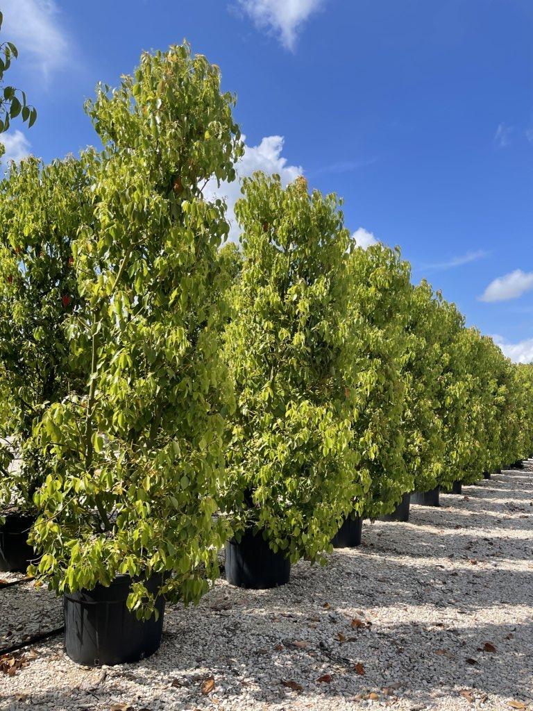 CINNAMOMUM CAMPHORA
