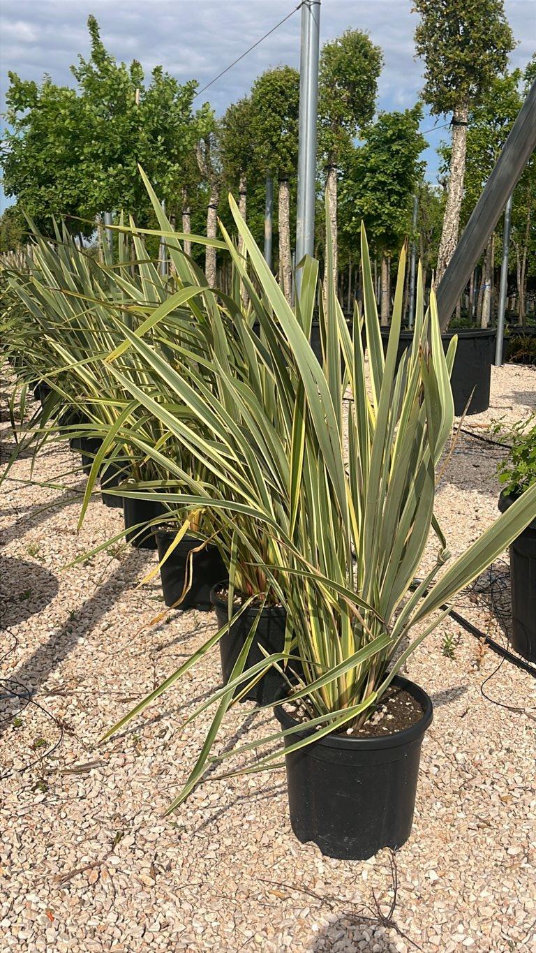 PHORMIUM TENAX VARIEGTUM