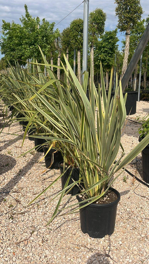 PHORMIUM TENAX VARIEGTUM