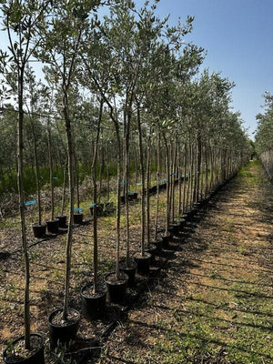 OLEA EUROPEA LECCINO