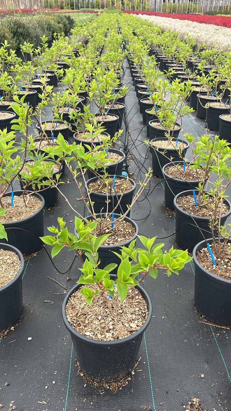 HYDRANGEA PANICULATA PHANTOM