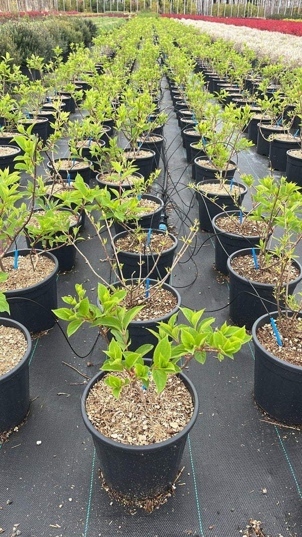 HYDRANGEA PANICULATA PHANTOM