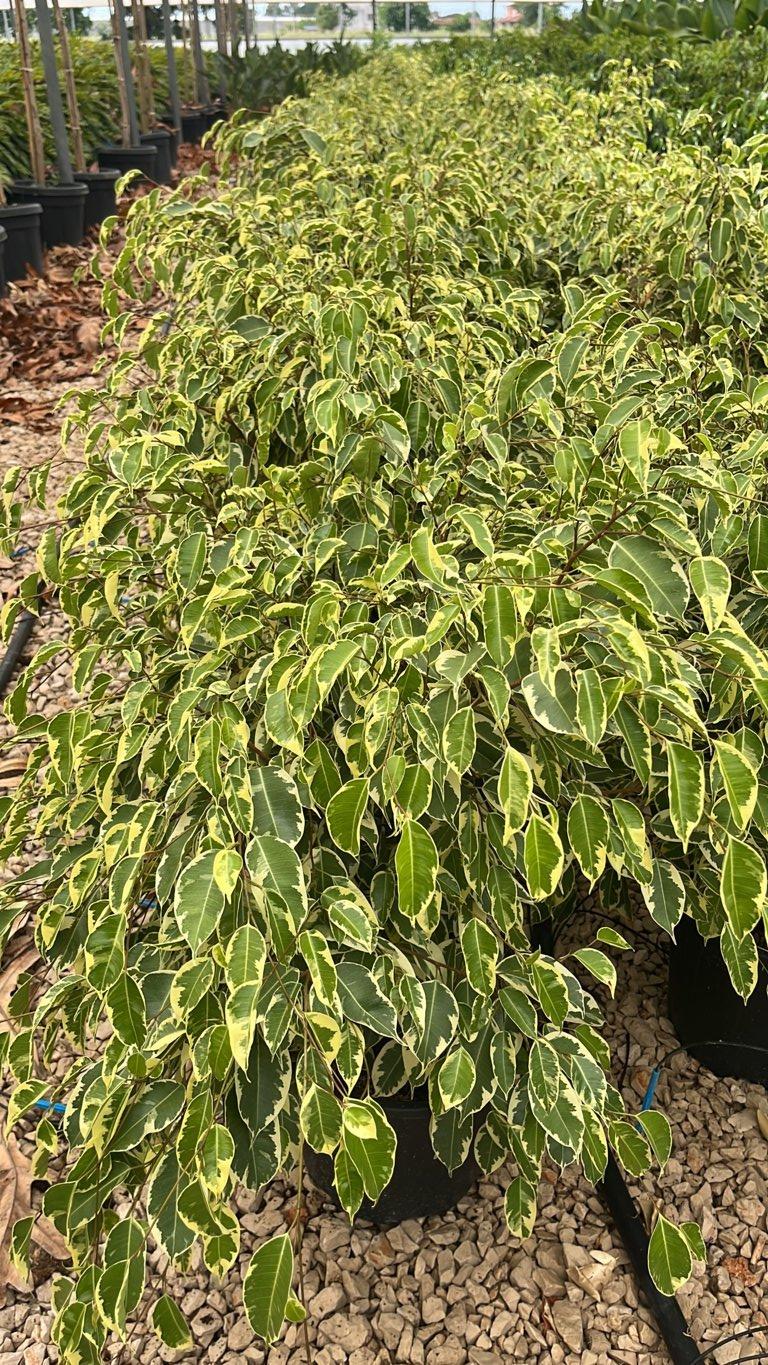 FICUS S. BENJAMINA SAMANTHA