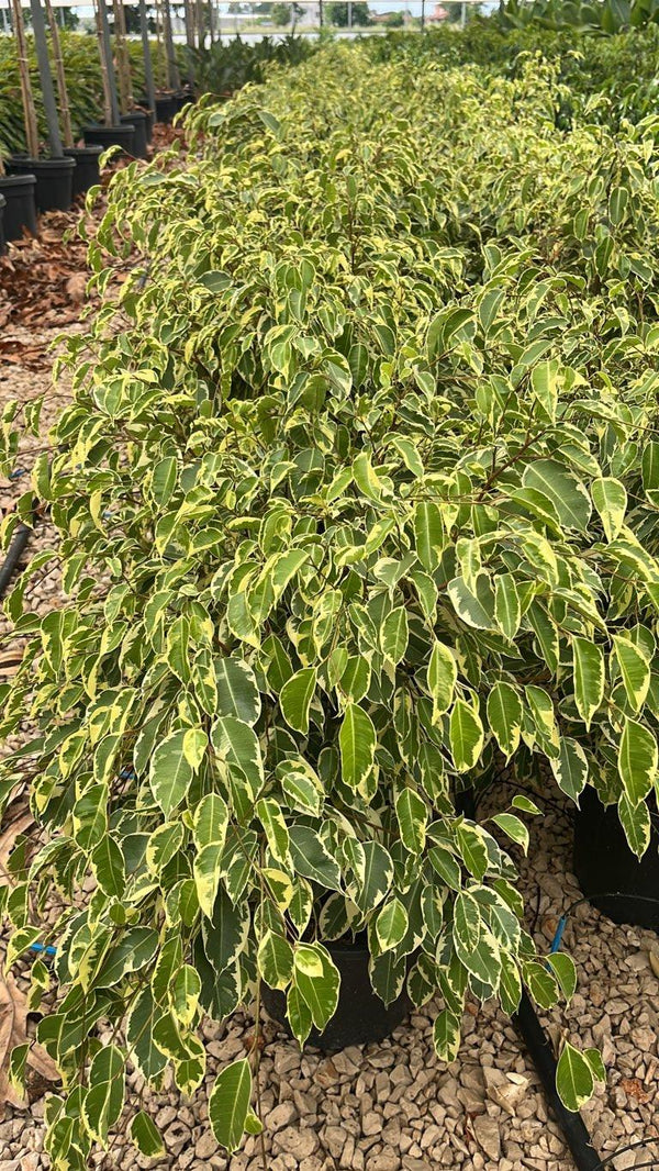 FICUS S. BENJAMINA SAMANTHA