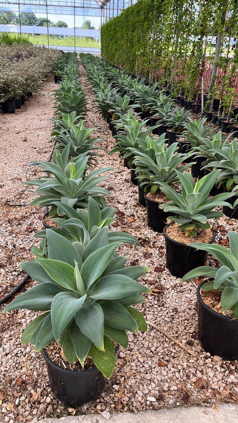 AGAVE ATTENUATA