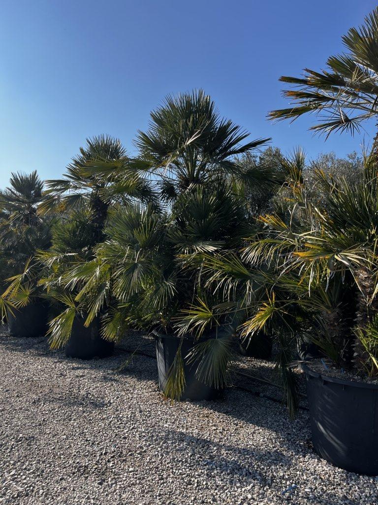CHAMAEROPS HUMILIS