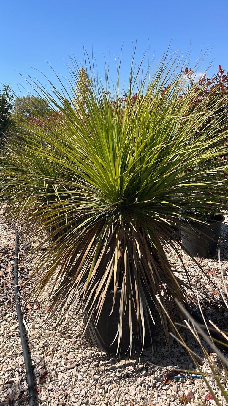 DASYLIRION LONGIFOLIUM