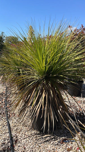 DASYLIRION LONGIFOLIUM