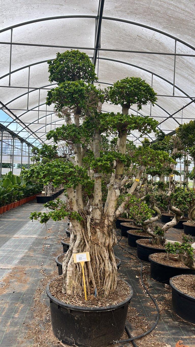 FICUS S. MICROCARPA