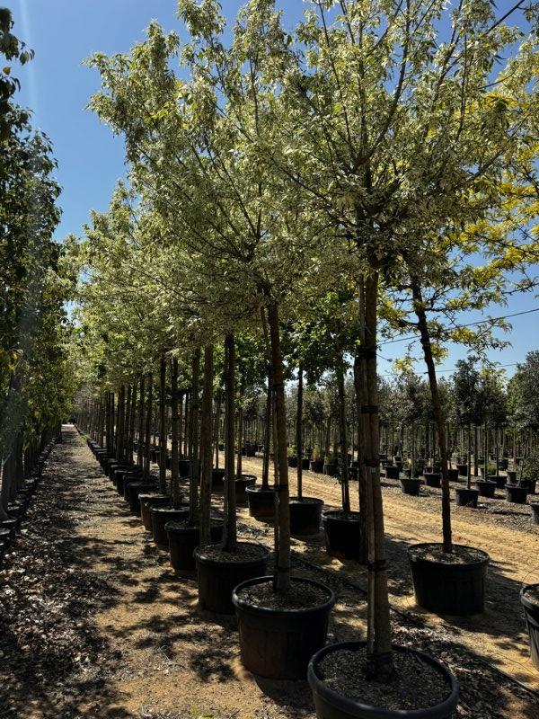 ACER NEGUNDO FLAMINGO