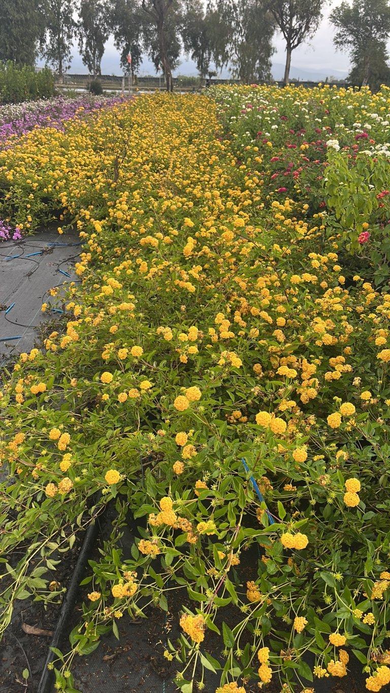 LANTANA SELLOWIANA GIALLA