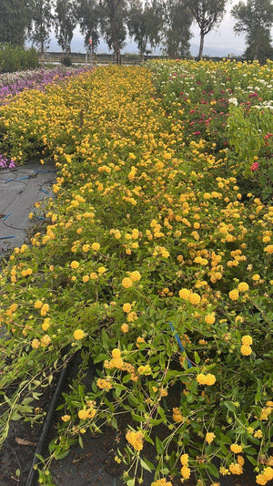 LANTANA SELLOWIANA GIALLA