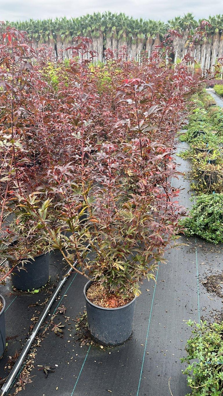 ACER PALMATUM SKEETERS BROOM
