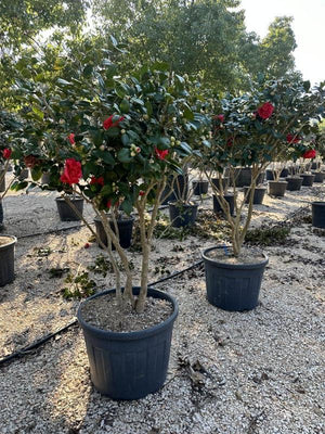 CAMELIA JAPONICA