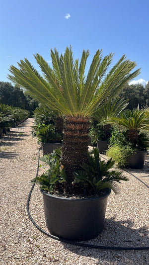 CYCAS REVOLUTA
