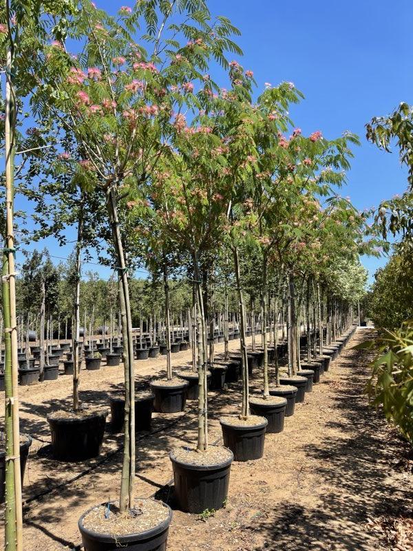 ALBIZIA JULIBRISSIN