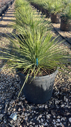 YUCCA LINEARIFOLIA CLARY