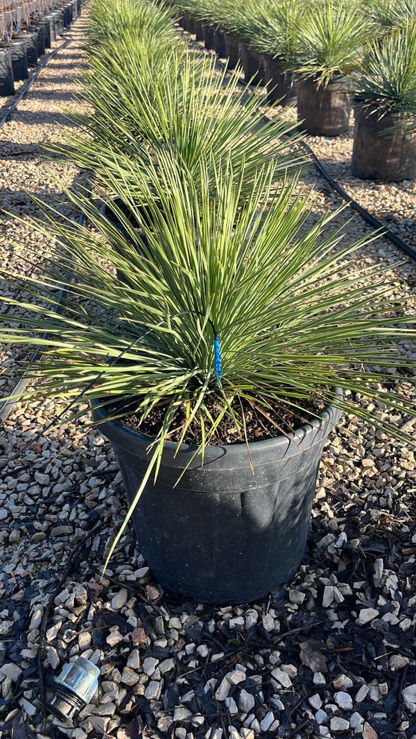 YUCCA LINEARIFOLIA CLARY