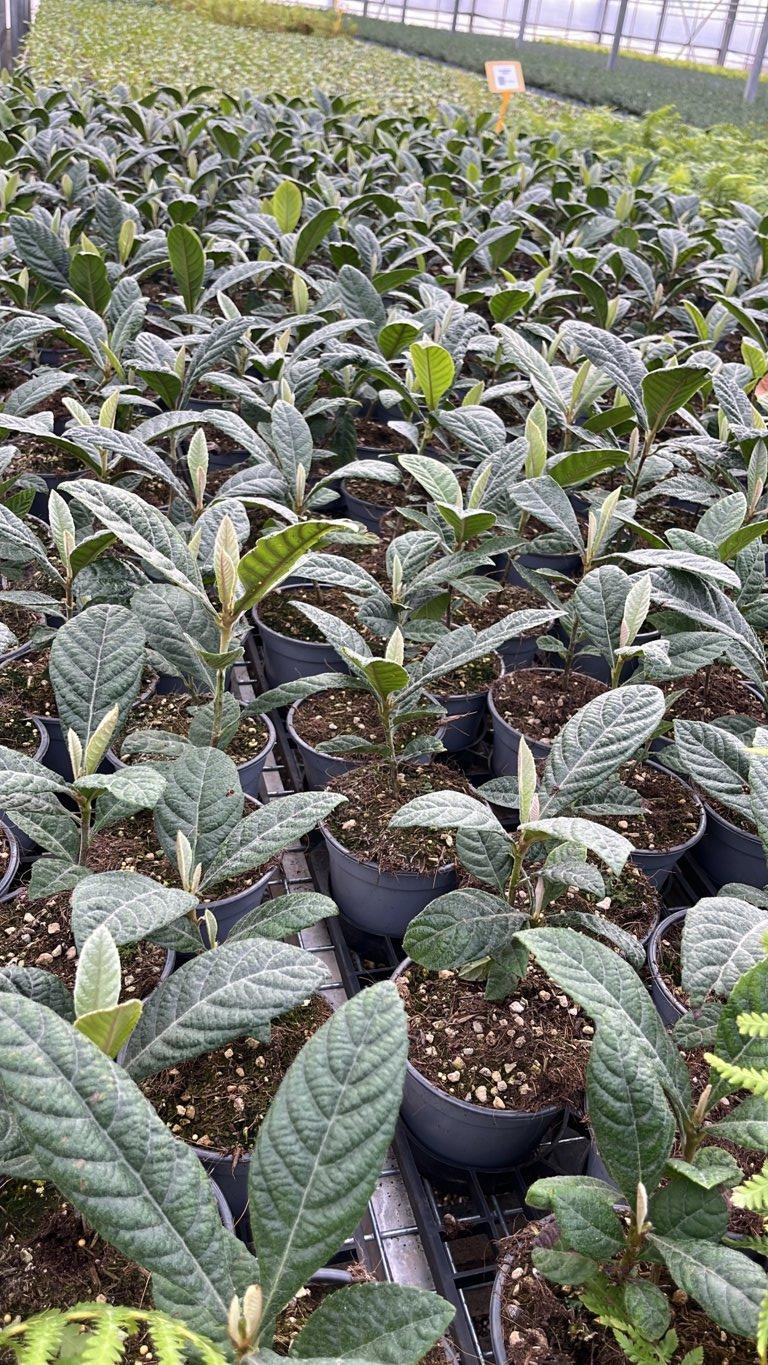ERIOBOTRYA JAPONICA