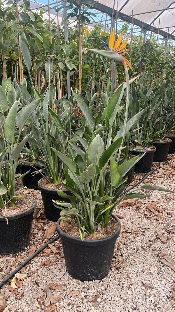 STRELITZIA REGINAE MANDELA S GOLD