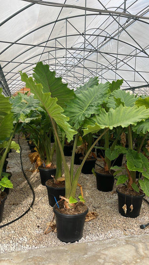 ALOCASIA PORTADORA