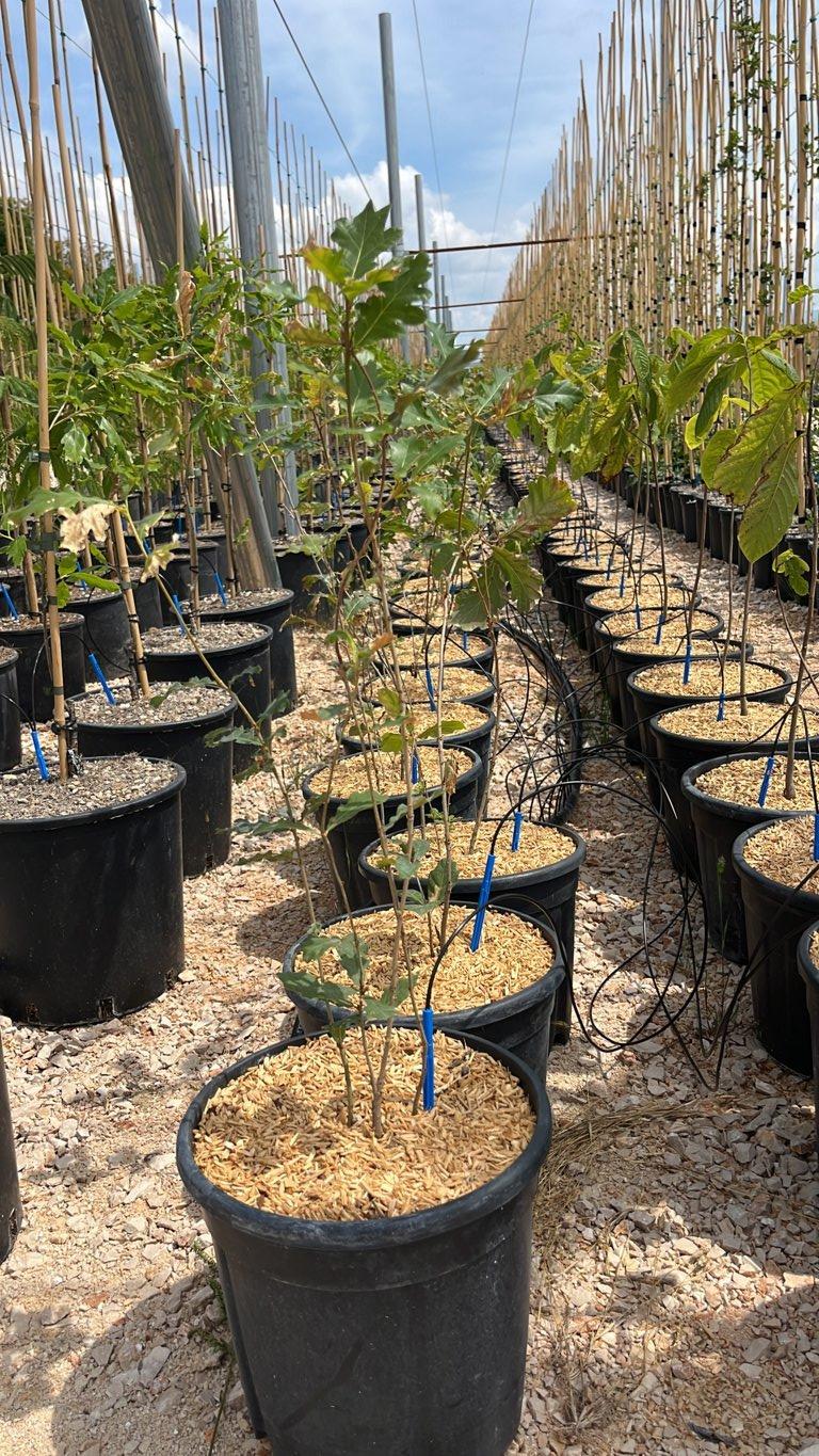 QUERCUS F.C PUBESCENS