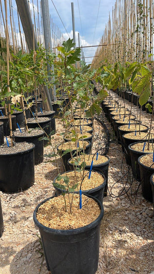 QUERCUS F.C PUBESCENS