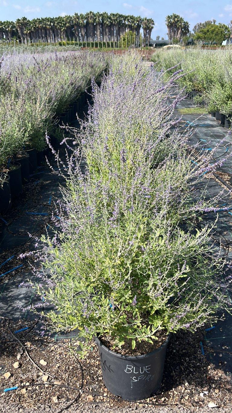 PEROVSKIA ATRIPLICIFOLIA BLUE SPIRE