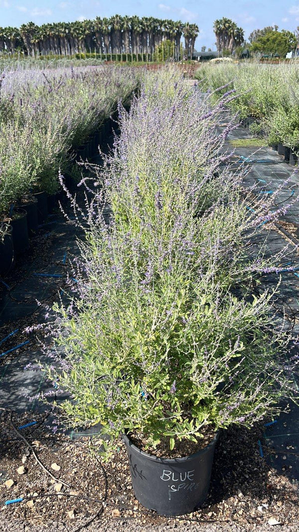 PEROVSKIA ATRIPLICIFOLIA BLUE SPIRE