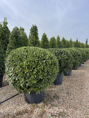 LAURUS NOBILIS
