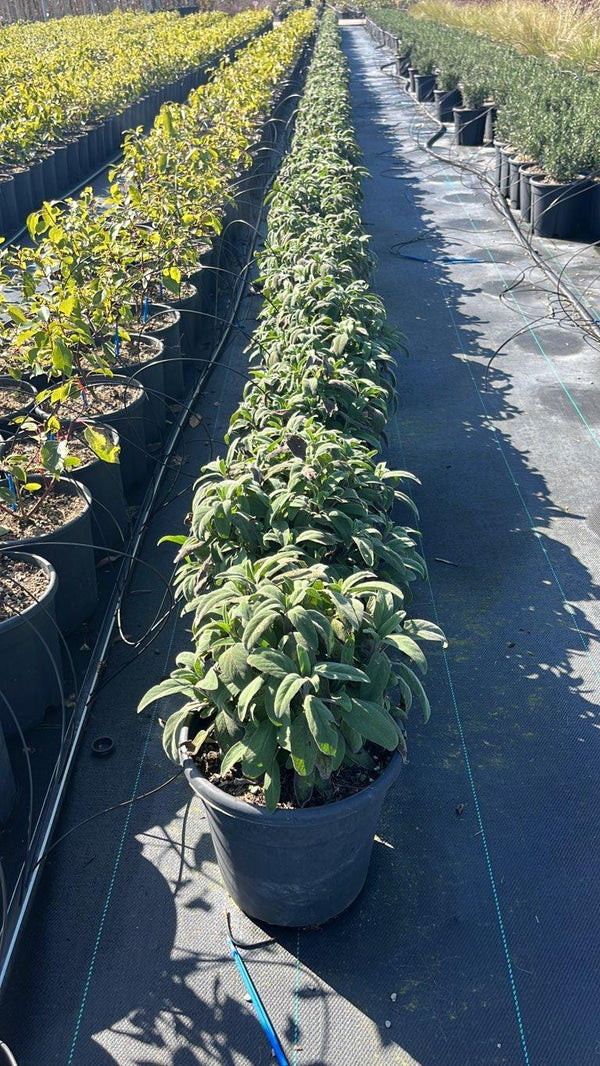 SALVIA OFFICINALIS