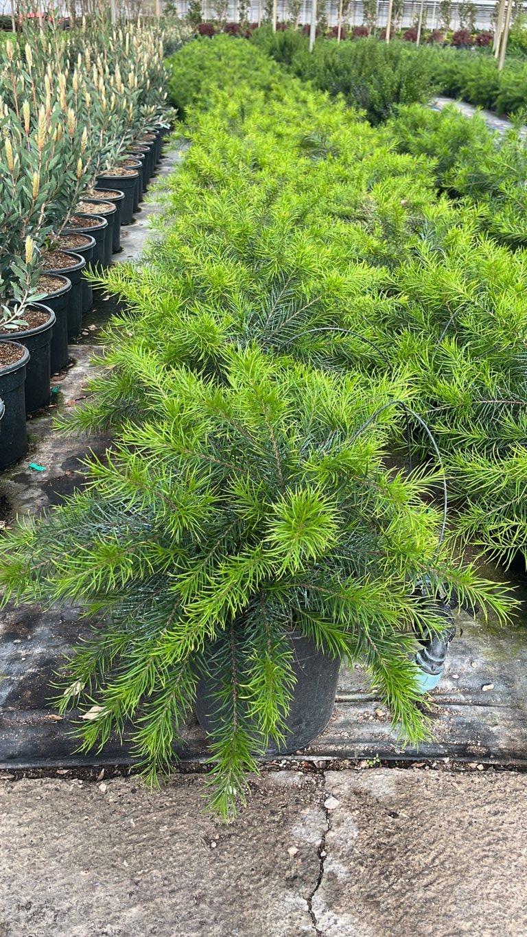 GREVILLEA CANBERRA GEM