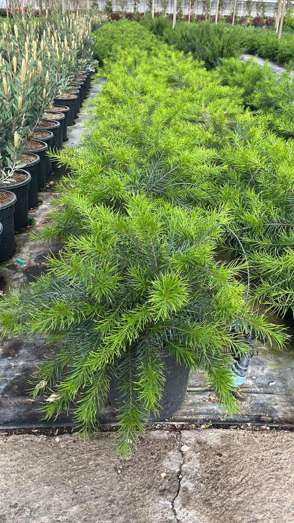 GREVILLEA CANBERRA GEM
