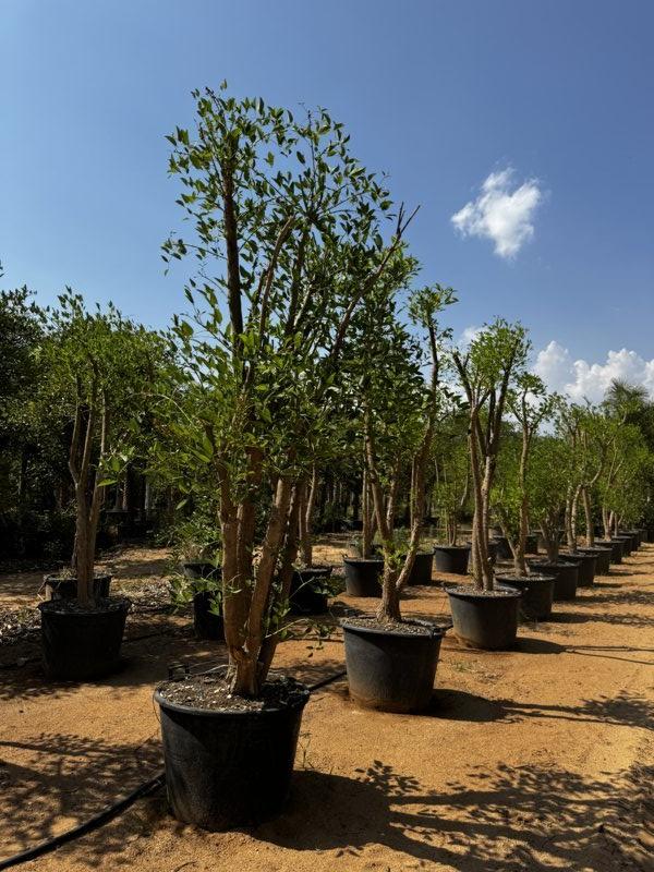 ERYTHRINA CRISTA-GALLI