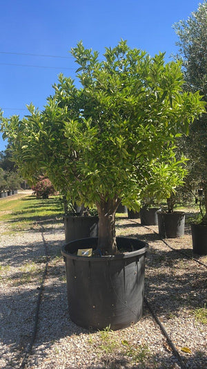 CITRUS SINENSIS