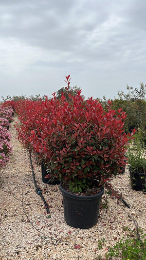 PHOTINIA X FRASERI COMPACTA
