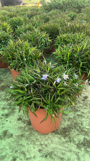 RUELLIA BRITTONIANA KATIE