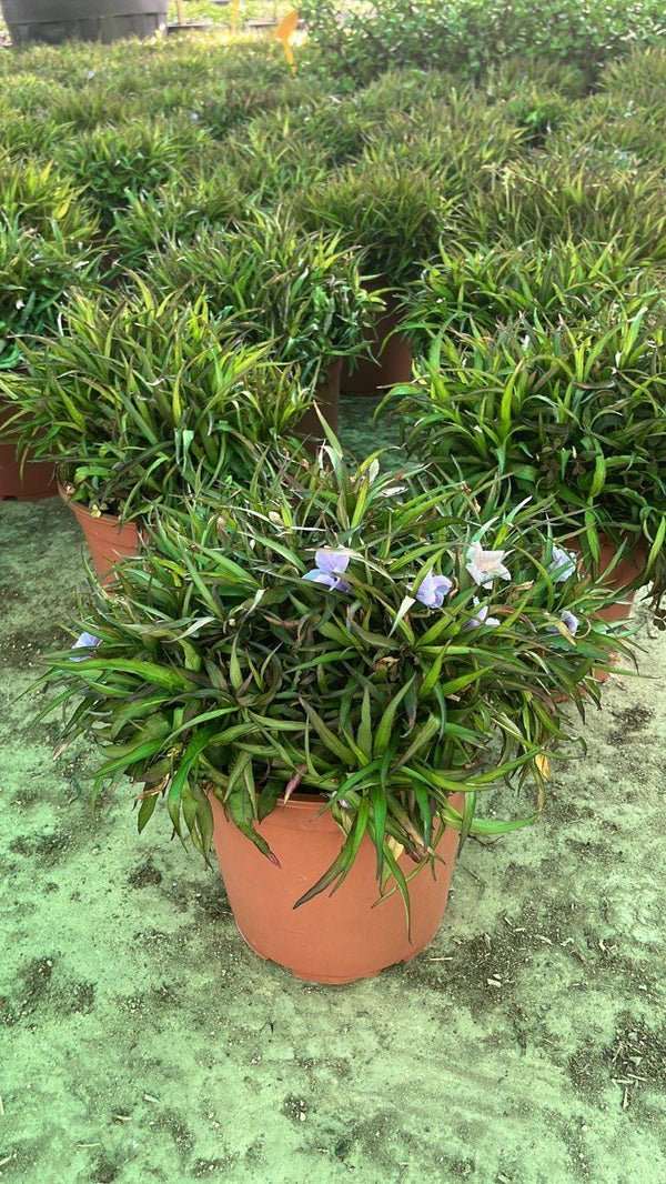 RUELLIA BRITTONIANA KATIE